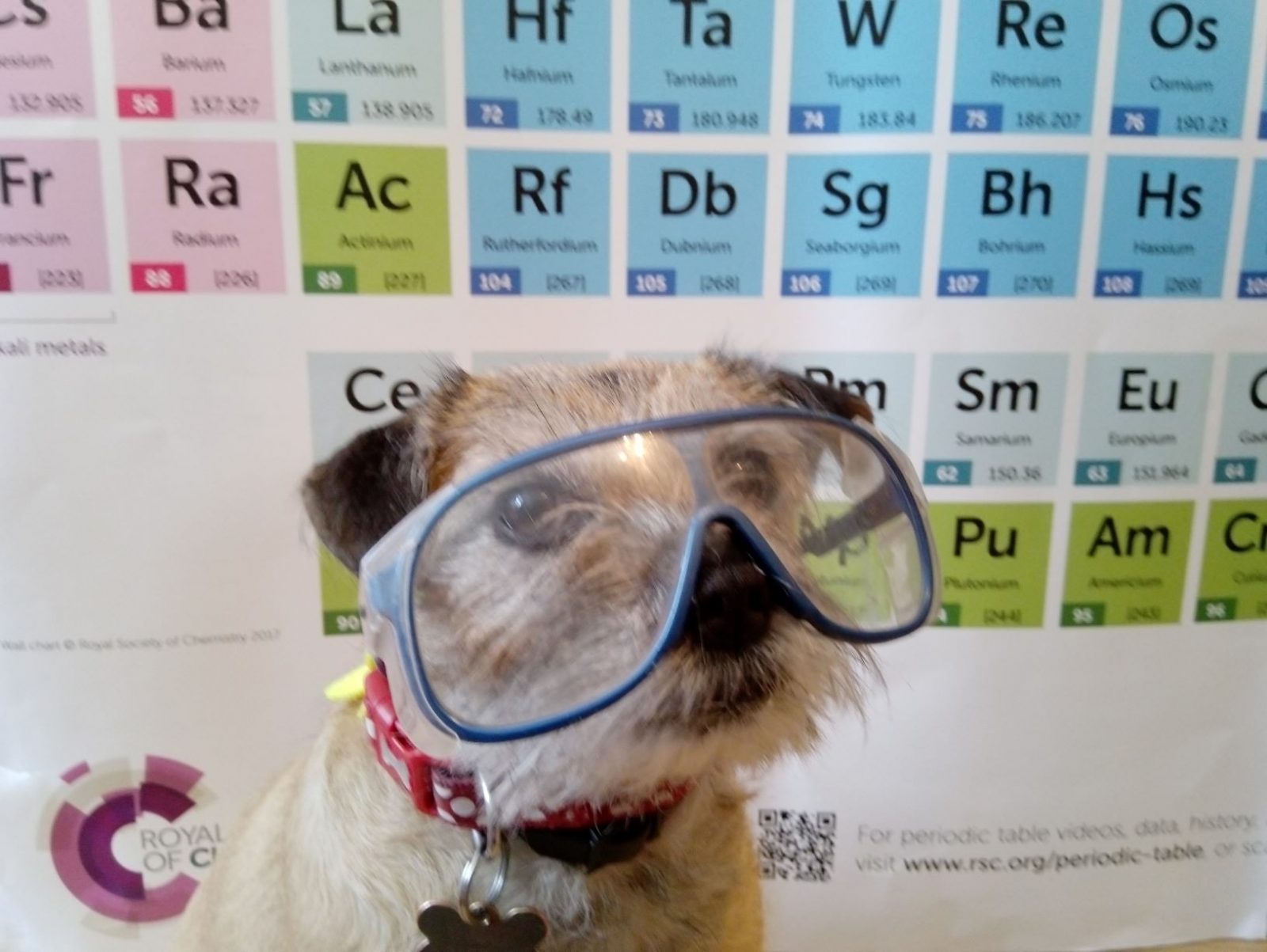 Belle the chemistry dog